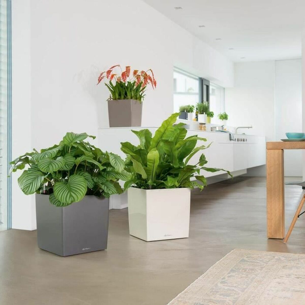 Maceta Autorriego Lechuza Marrón 50 x 50 cm Polipropileno Plástico 5 S71000394_4