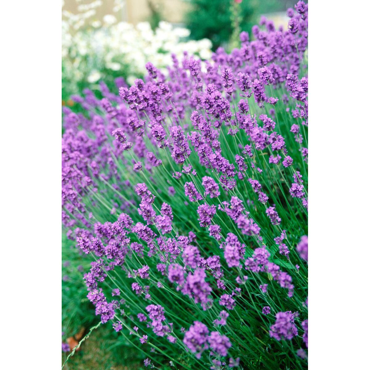 Antipolillas Orion Lavanda 8 S7928545_7