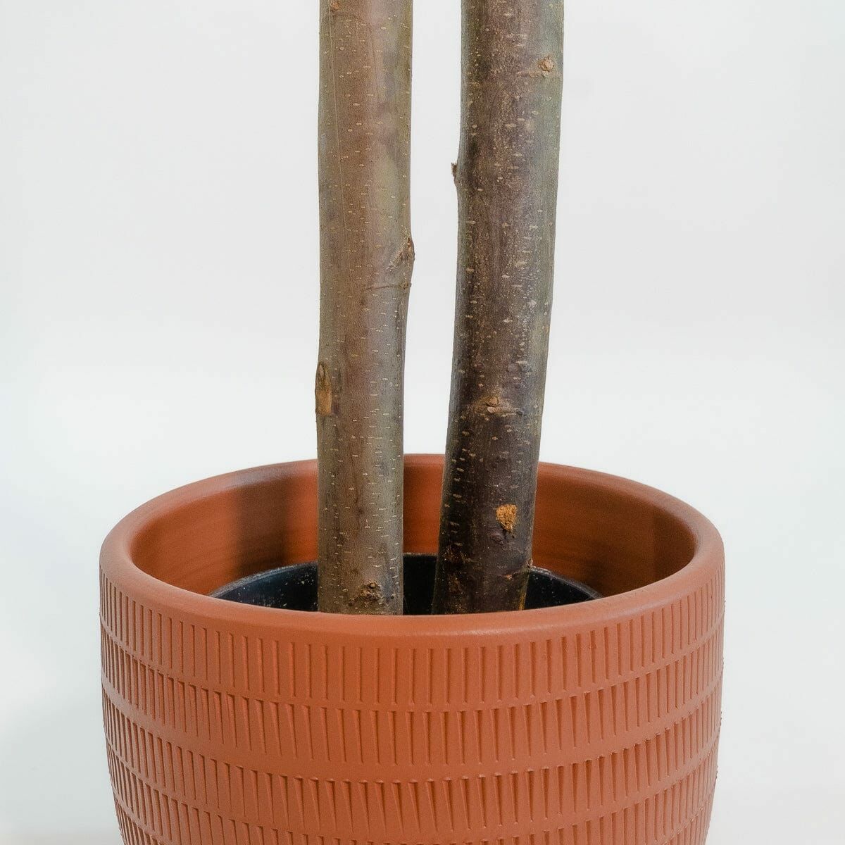 Árbol Home ESPRIT Poliéster Madera Cemento Eucalipto 90 x 90 x 180 cm 2 S3057305_1