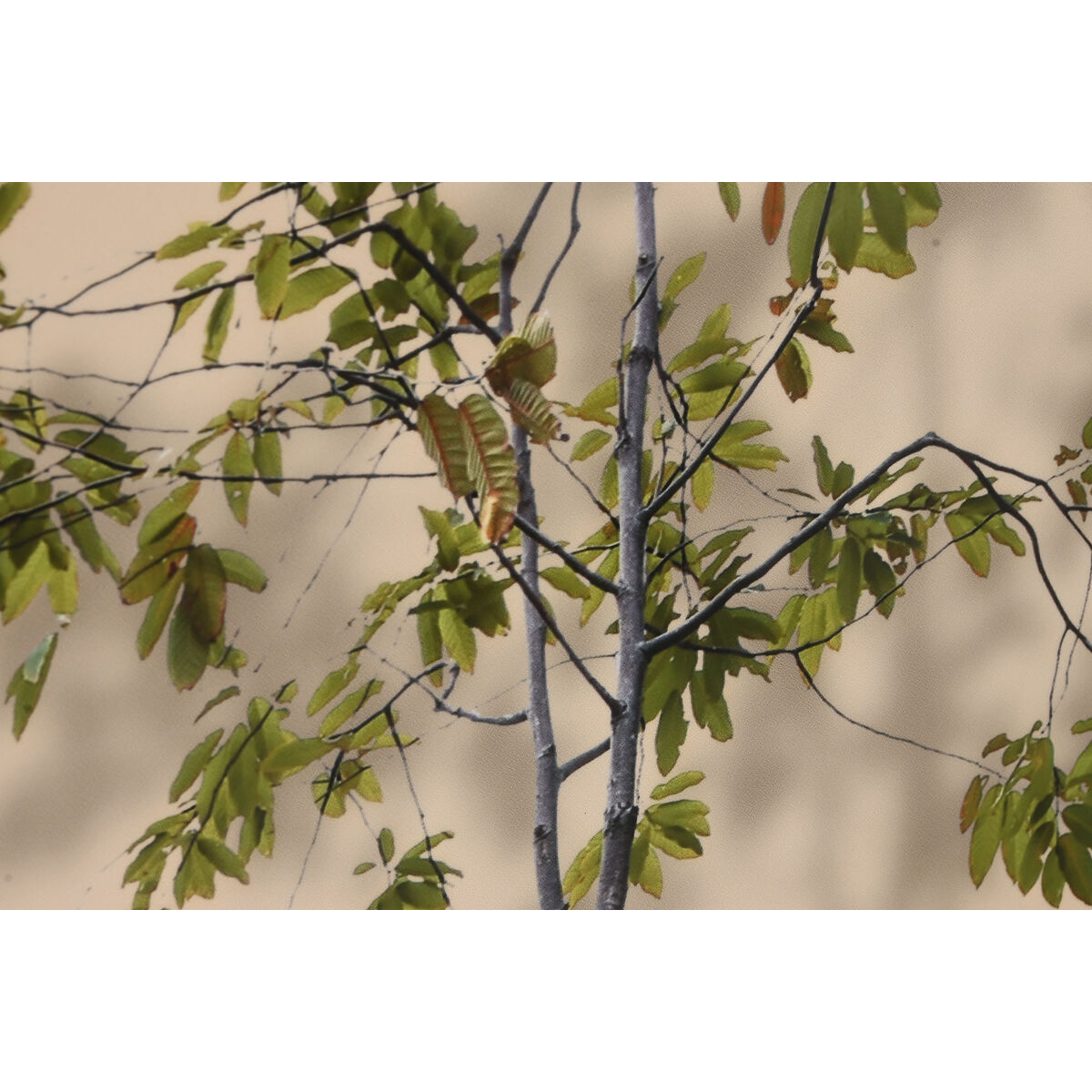 Cuadro Home ESPRIT Aluminio Madera MDF 80 x 3,5 x 160 cm 3 S3061843_2