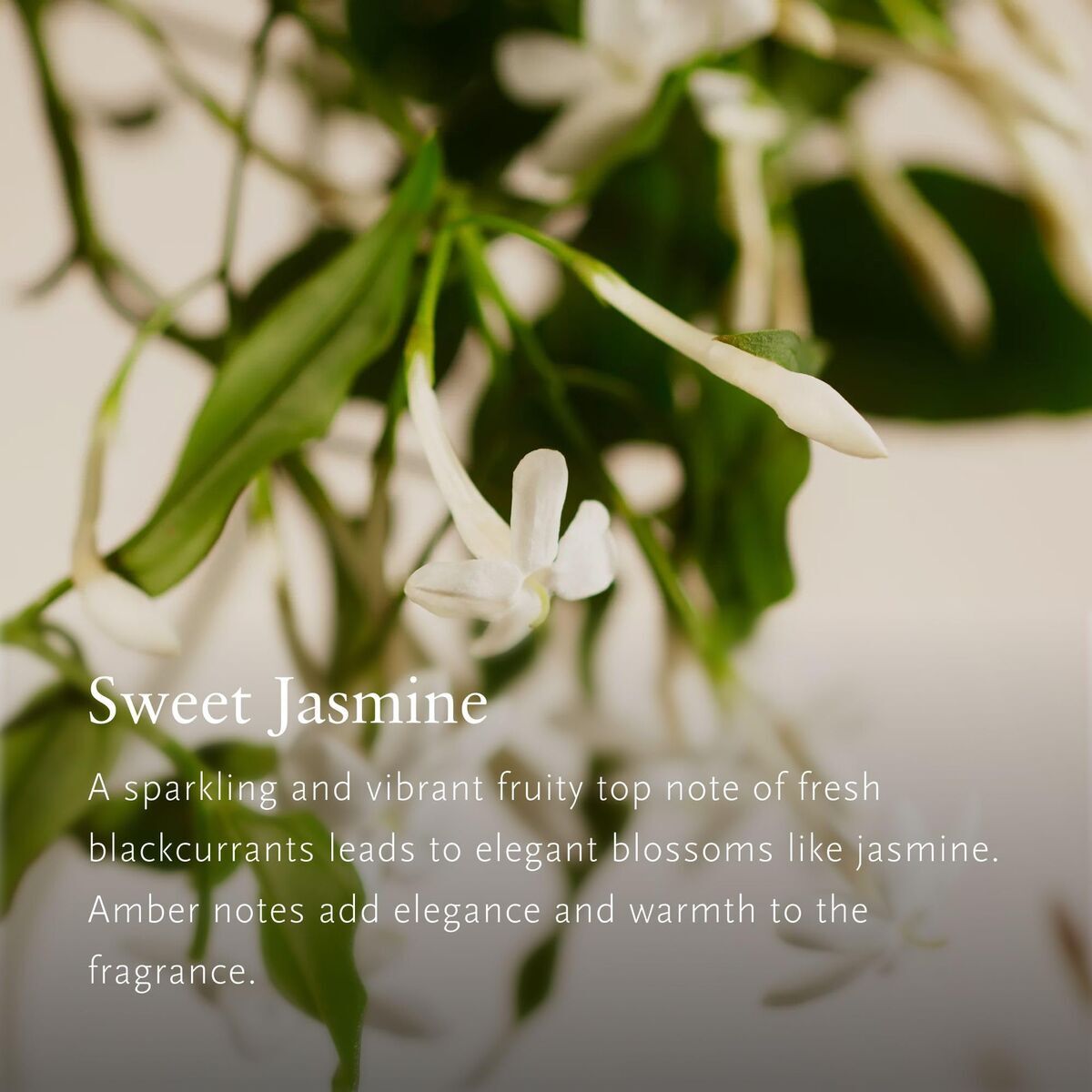 Ambientador Rituals PRIVATE COLLECTION 4 M0126654_3